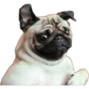 Pug Mood 16