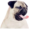 Pug Mood 17