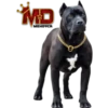 Perros pitbull 12