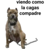 Perros pitbull 13