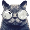 Kittens 24
