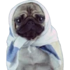 Pug Mood 20