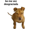 Perros pitbull 14