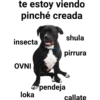 Perros pitbull 15