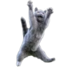 Kittens 25