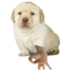 Memes uwu 5 26