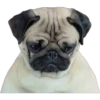 Pug Mood 21