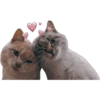 Kittens 26