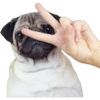 Pug Mood 22