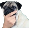 Pug Mood 23