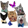 Kittens 27