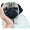 Pug Mood 24