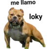 Perros pitbull 16