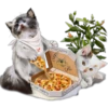 Kittens 29