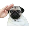 Pug Mood 25