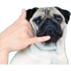 Pug Mood 26