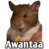 Hamsters  (Y&B) 6