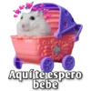 Hamsters  (Y&B) 8