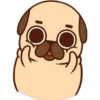 Pug cute 💛🧡 6