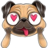 Pug cute 💛🧡 8