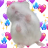 Hamsters  (Y&B) 13
