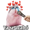 Hamsters  (Y&B) 14