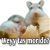 Hamsters  (Y&B) 15