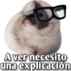 Hamsters  (Y&B) 17