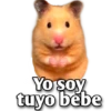 Hamsters  (Y&B) 19