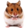 Hamsters  (Y&B) 20
