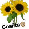 Cosiita