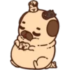 Pug cute 💛🧡 19