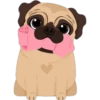 Pug cute 💛🧡 27