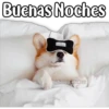 Perritos 6