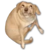 Perritos 7