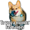 Perritos 11