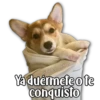 Perritos 16