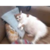 Кот на диване