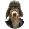 Perritos 18