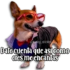 Perritos 19