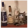 Пьяный котёнок