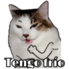 Perritos y Gatitos 13
