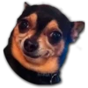 Perritos 23
