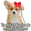 Perritos 24