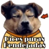 Perritos y Gatitos 16