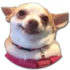 Perritos 25