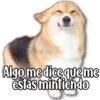 Perritos 26