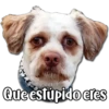 Perritos 27