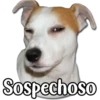 Perritos 28