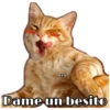 Perritos y Gatitos 22
